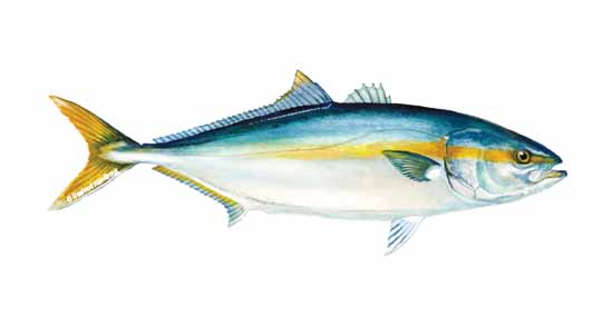 550x294 Yellowtail