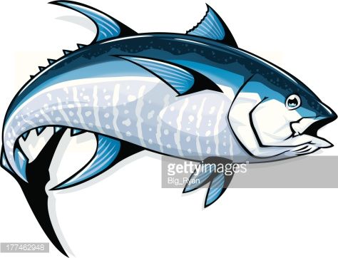 474x362 detailed illustration of a bluefin tuna fishing tuna, fishing