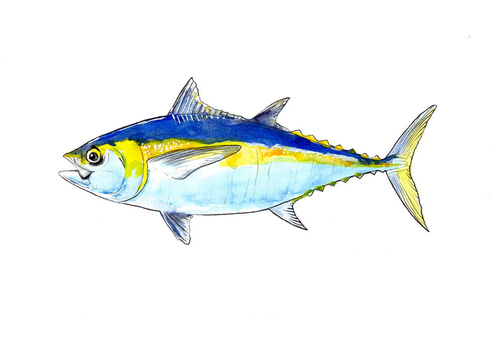 1000x678 Albacore Tuna, Thunnus Alalunga San Diego Food System Alliance