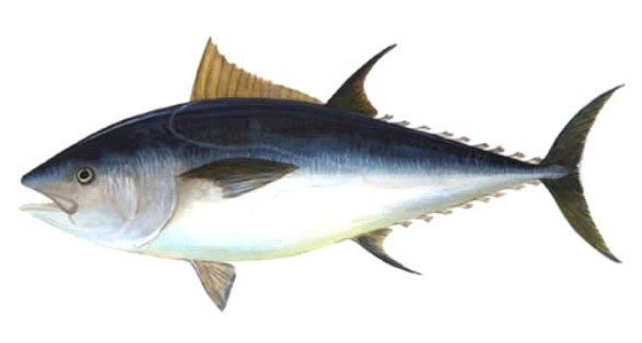 587x314 atlantic bluefin tuna in the gulf of mexico