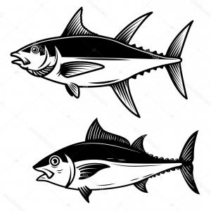 300x300 Stock Illustration Drawing Tuna Vector Clip Art Fish White
