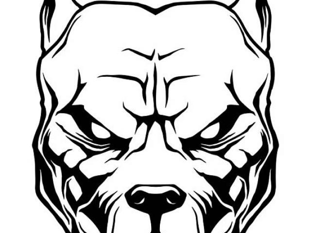 640x480 Drawn Pitbull Tundra Animal