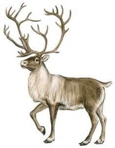 234x300 Image Result For Caribou Tattoo Tattoo Reindeer Drawing