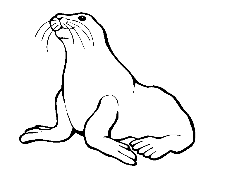 800x600 Seal Drawing Tundra Seal For Free Download