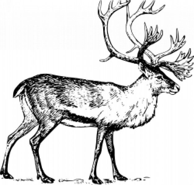 626x595 caribou sketch caribou crush arctic animals, wildlife tattoo