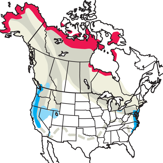 525x525 Tundra Swan Audubon Field Guide