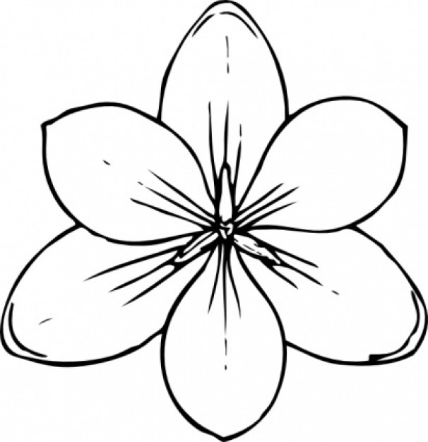 606x626 Crocus Drawing Top View For Free Download