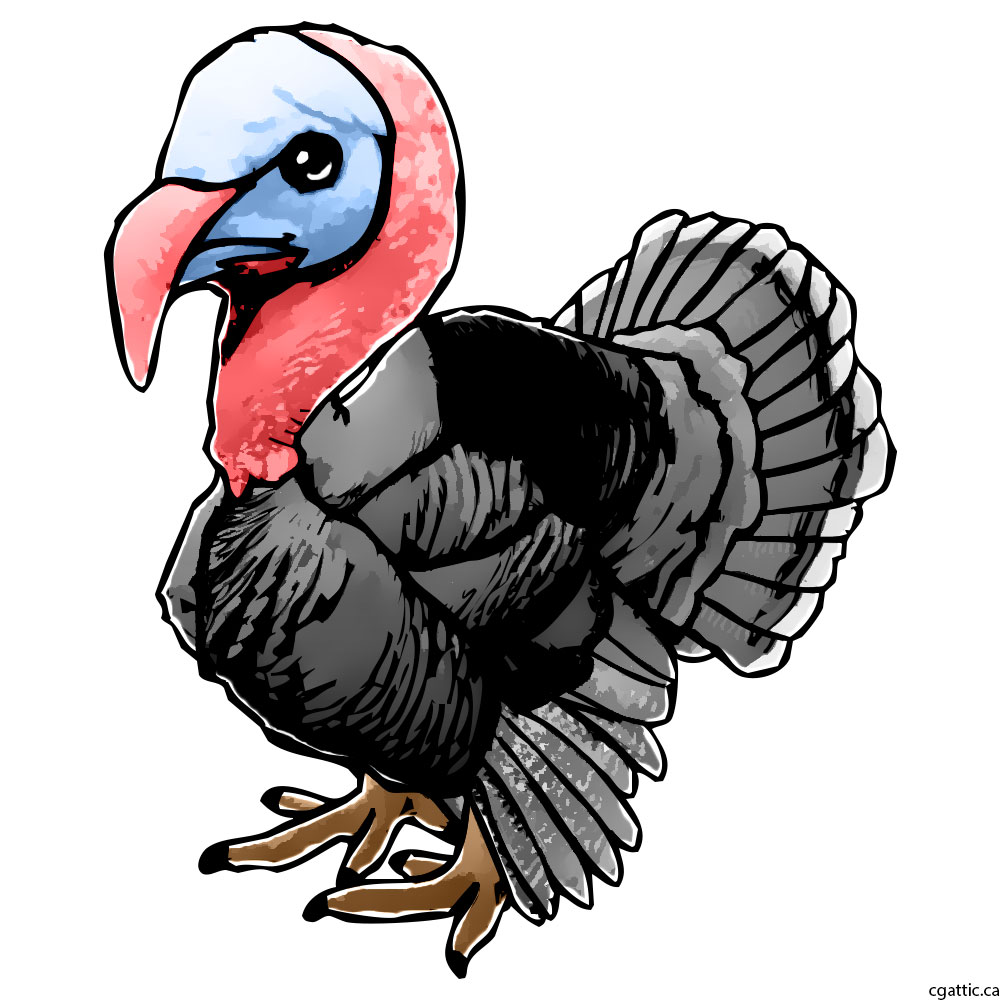 1000x1000 Turkey Cartoon Drawing In Steps With Photoshop