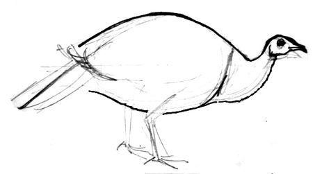 450x251 How To Draw A Turkey