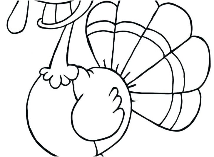 728x536 Color Turkey