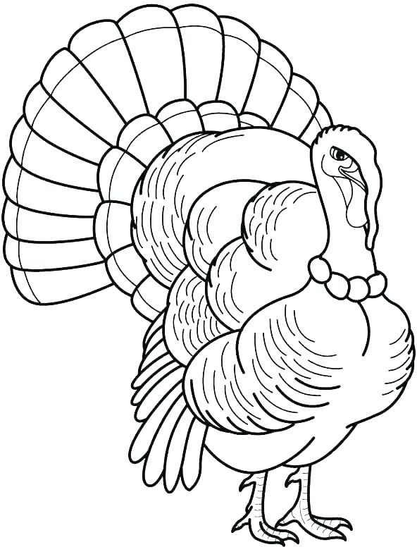592x776 Turkey Coloring Pages Free Printable Wild Head