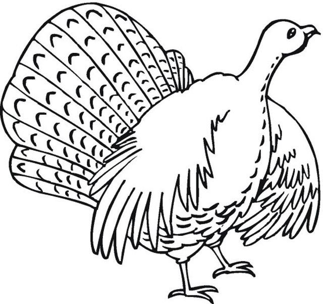 640x602 Cooked Turkey Drawing Fresh Print These Free Turkey Coloring Pages