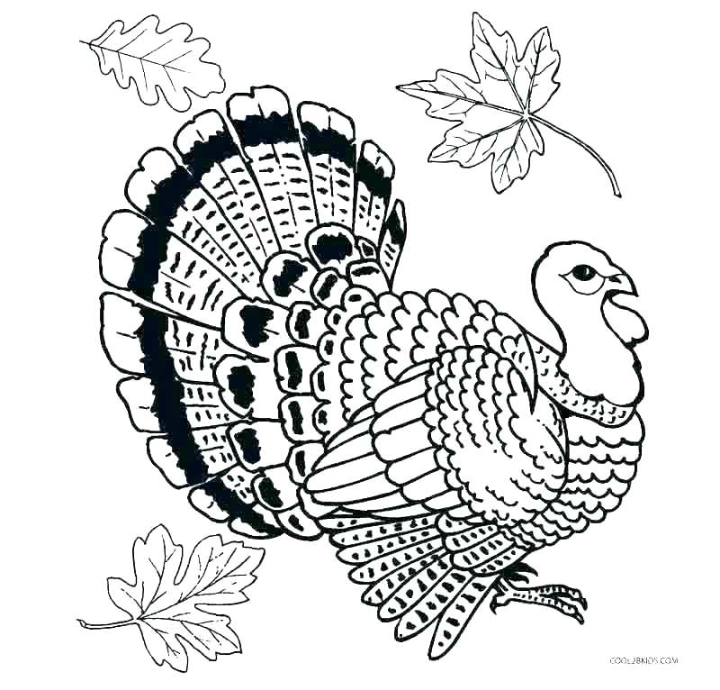 800x766 Printable Turkey Pictures Turkey Pictures To Color Cute Turkey