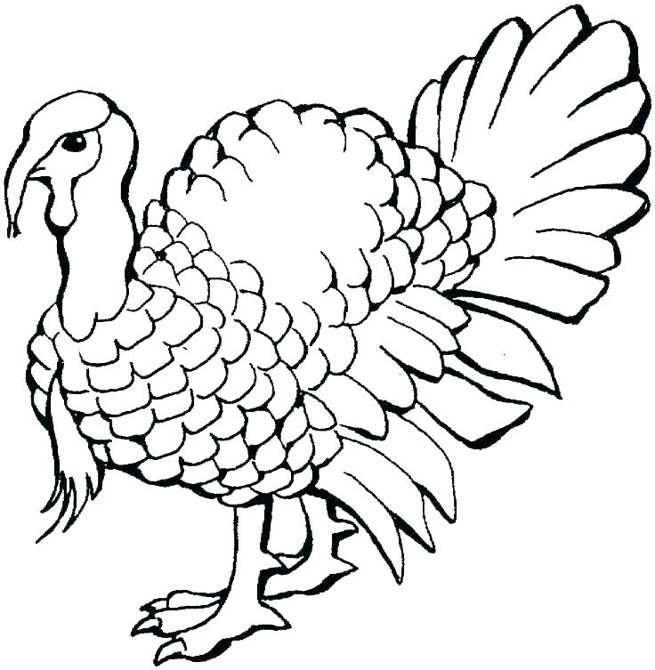 736x753 Color Turkey Leoheath Club