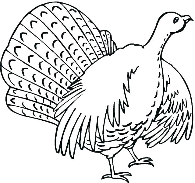 Turkey Outline Drawing | Free download on ClipArtMag