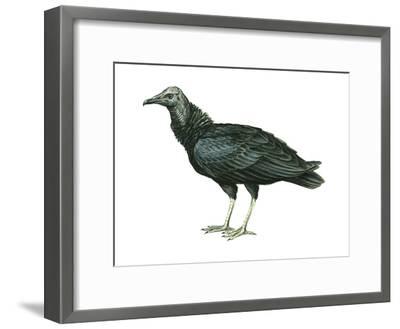 400x329 Black Vulture