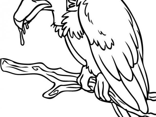 640x480 Drawn Turkey Vulture Animated