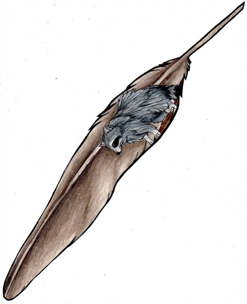 807x990 Fc Racoon Turkey Vulture Feather