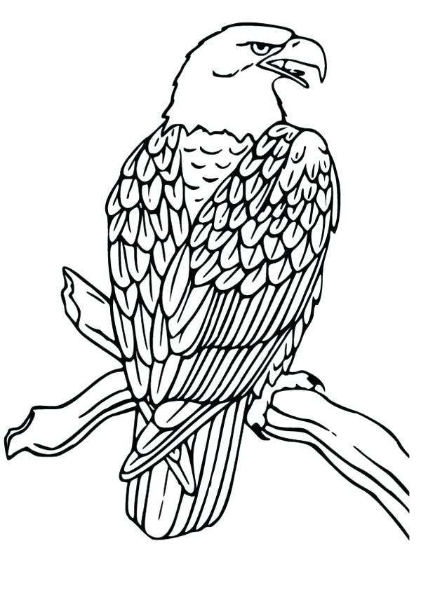 600x879 Turkey Vulture Worksheet Coloring Pages Print Coloring Turkey