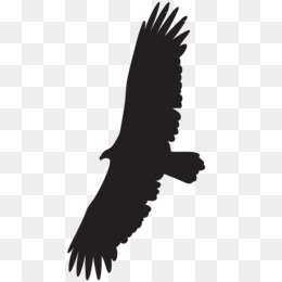 260x260 Turkey Vulture Png Free Download
