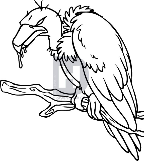 574x642 Vulture Drawing Valture For Free Download