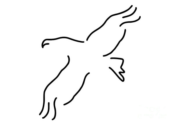 600x431 Vulture Drawings Fine Art America