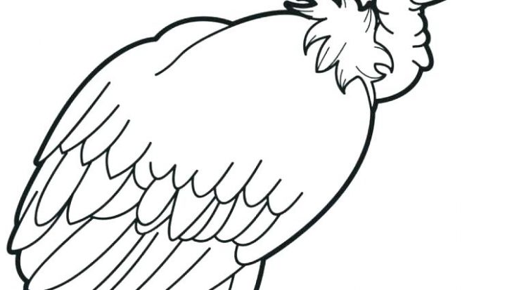 728x413 Alphabet Coloring Pages V For Vulture Adults Animals To Print