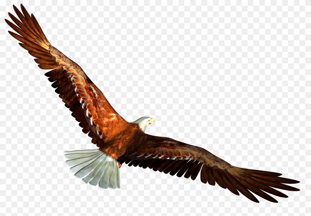 1080x750 Bald Eagle Bird Golden Eagle Turkey Vulture Cc0
