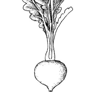 300x300 Hand Drawn Of Purple Turnip On White Background Drawing