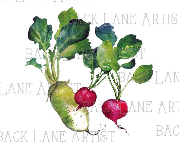 570x452 vegetables beet beetroot radish watercolor drawing clipart etsy