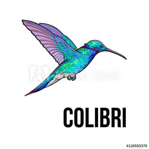500x500 hand drawn sapphire hummingbird, colorful sketch style vector