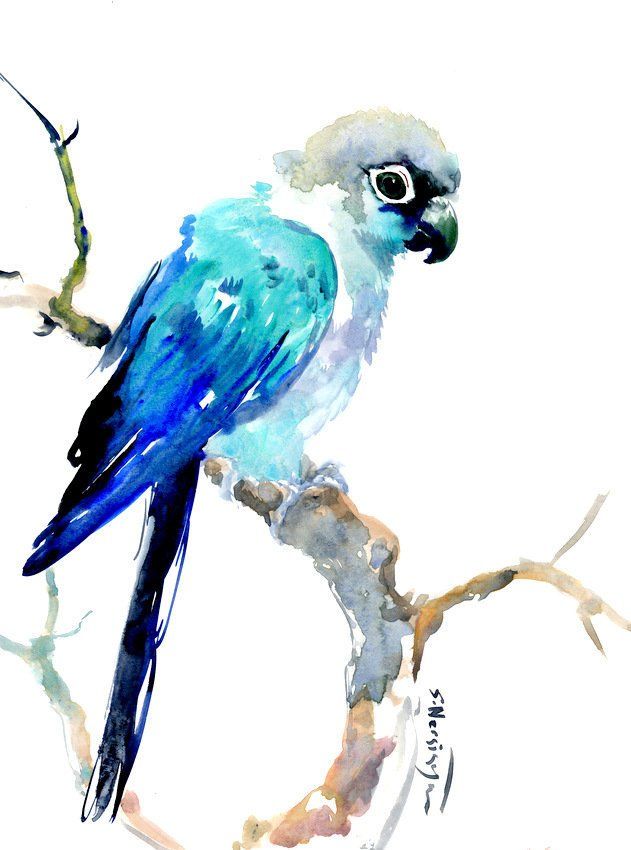631x850 Turquoise Conure Parakeet, Original One Of A Kind Watercolor