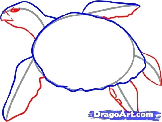 522x394 Easy To Draw Turtles How To Draw A Turtle Step Easy To Draw