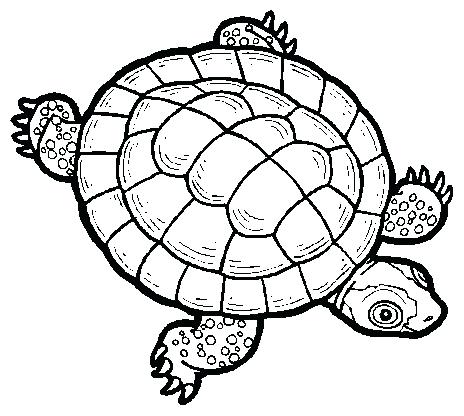 464x416 Turtoise Clipart Turtle Drawing