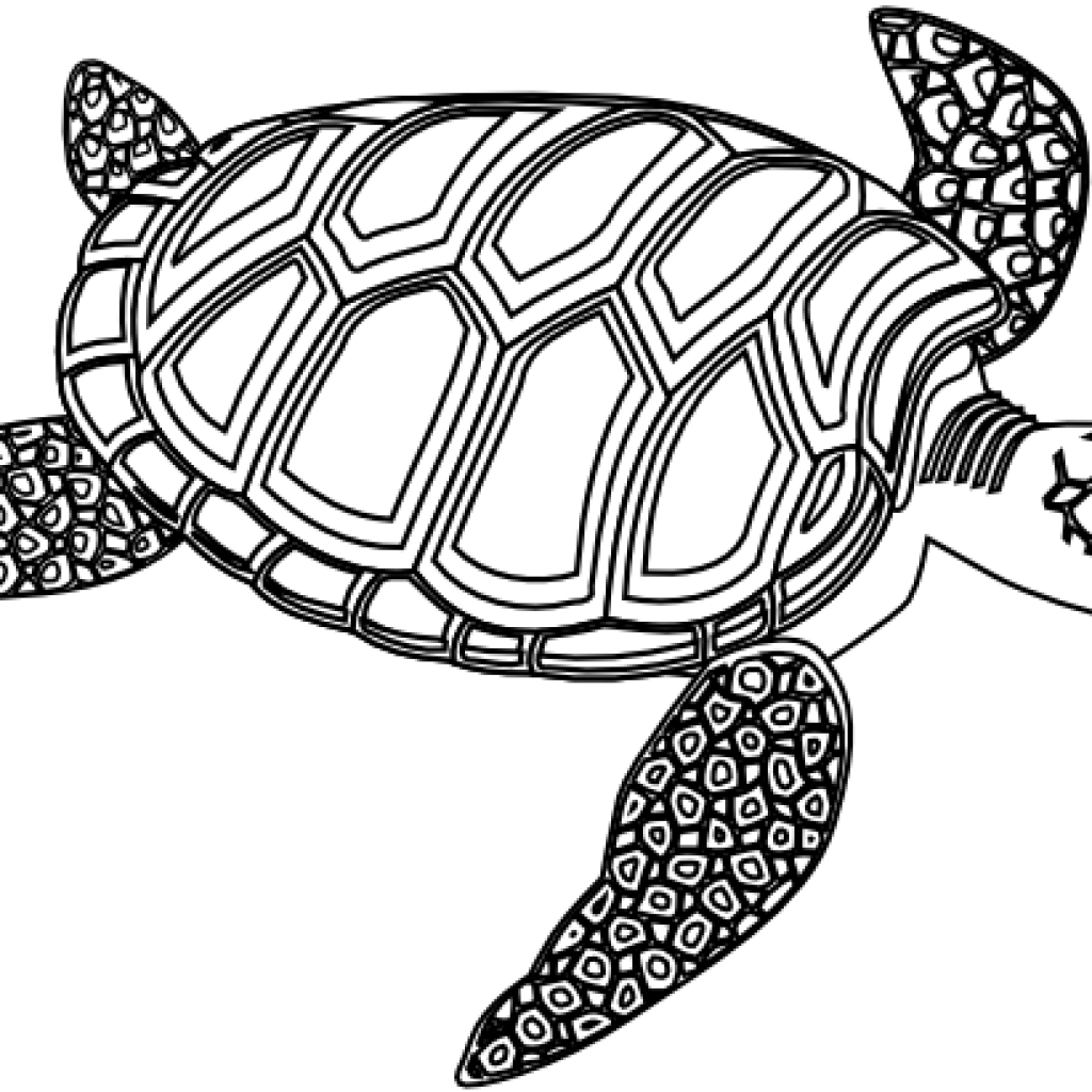 1024x1024 Collection Of Free Turtle Drawing Pattern Download On Ui Ex
