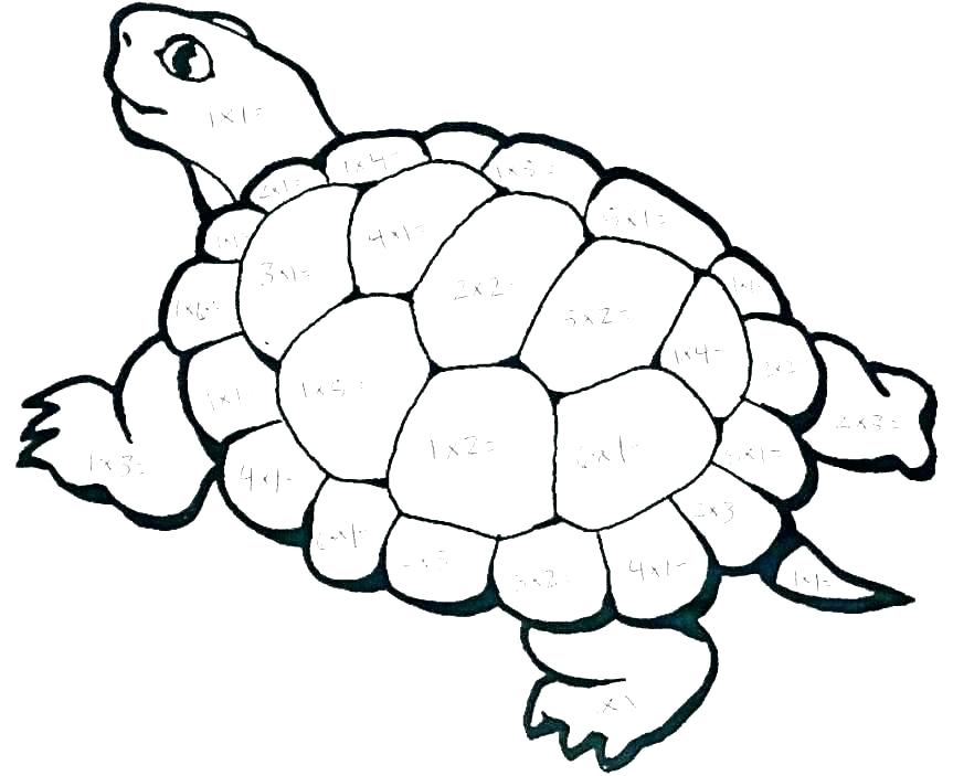 863x703 Turtle Head Math Why Actually Can Catch A Tortoise In A Race