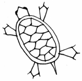 275x273 Turtle