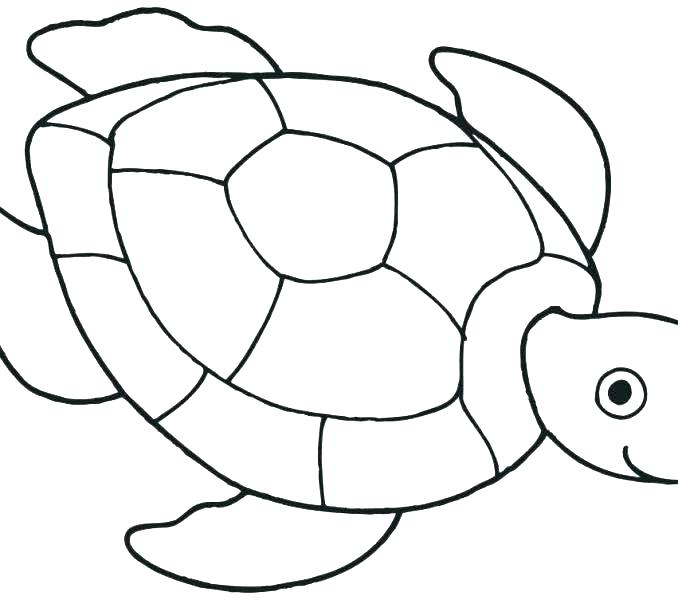 678x600 Sea Turtle Outline Sea Turtle Outline Parakeet Coloring Pages