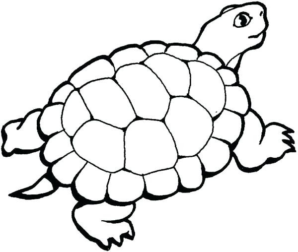 Turtle Line Drawing | Free download on ClipArtMag