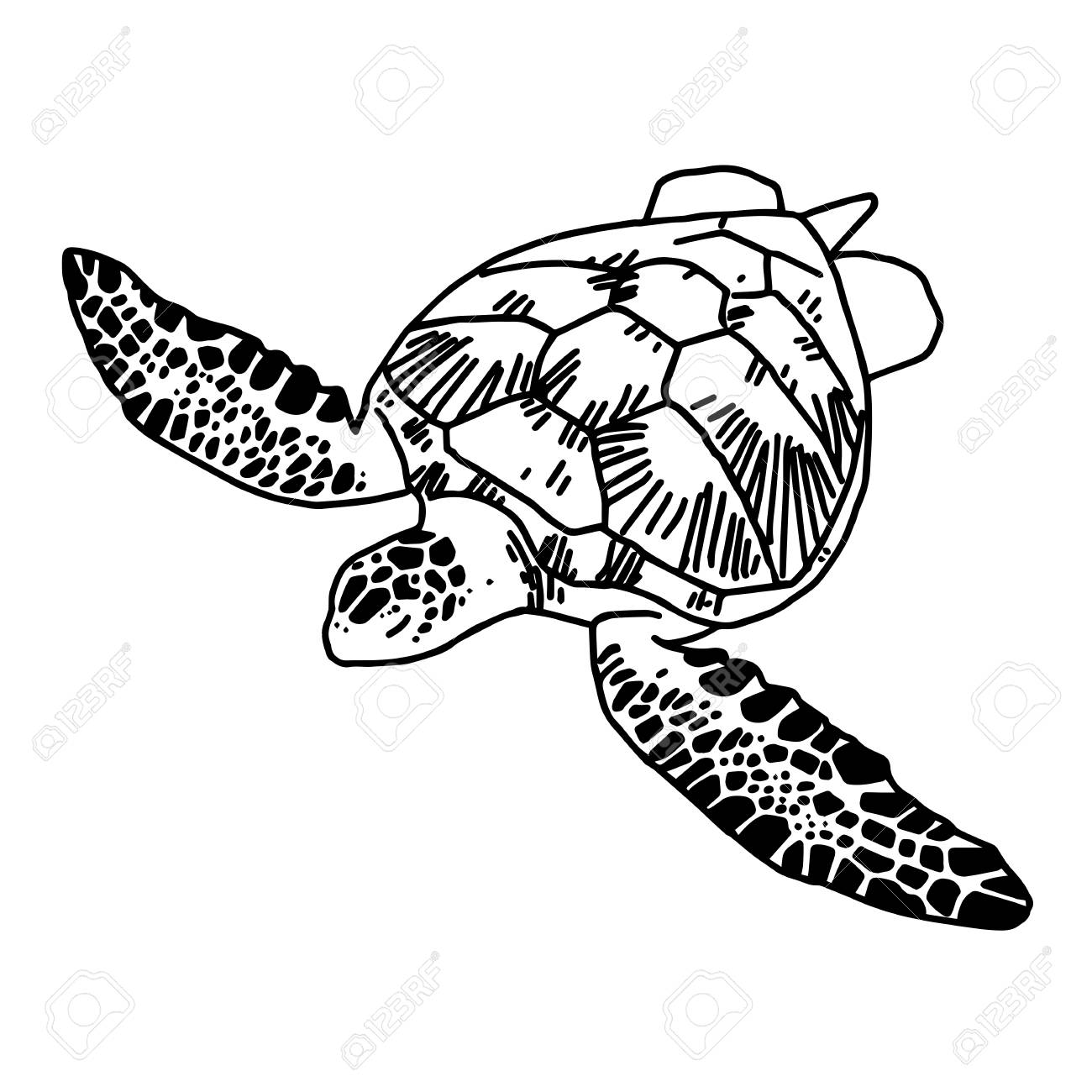 1300x1300 Delighted Sea Turtle Drawing Gallery Clip Art Library