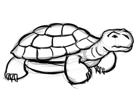 480x360 Drawing, Turtle, Graphics, Transparent Png Image Clipart Free