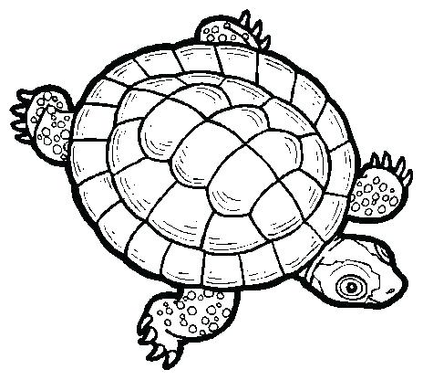 464x416 green sea turtle drawing clip art outline download png mebelmag