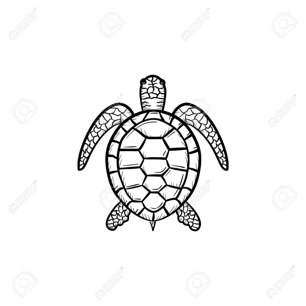1024x1024 Improved Sea Turtle Outline Vector Hand Drawn Doodle Icon Sketch