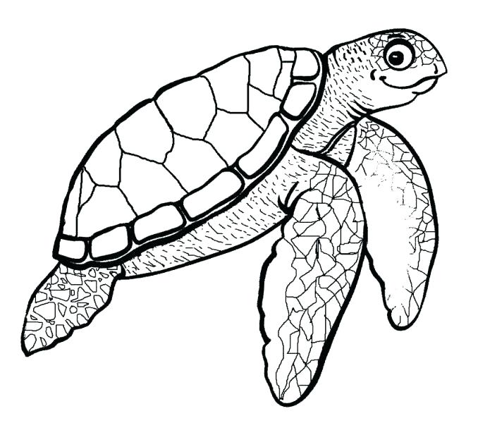 678x600 Sea Turtle Outline Sea Turtle Drawing Pictures How To Draw