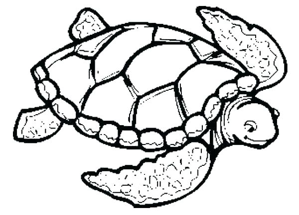 600x433 Color Turtles Turtle Coloring Pages Printable Coloring