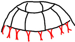 250x141 Drawing Of Turtle Shell