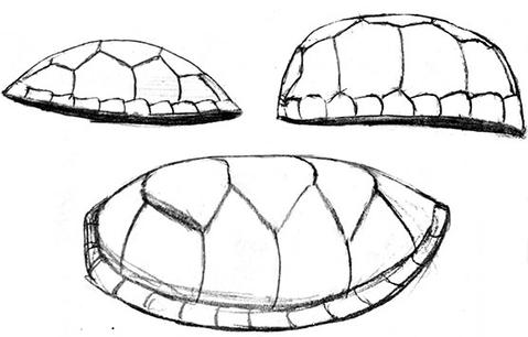 479x306 Drawing Turtles