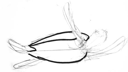 450x255 How To Draw A Sea Turtle