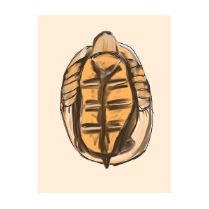 300x300 Turtle Shell Digital Art