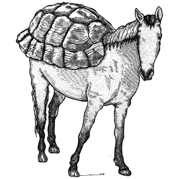 600x600 Turtle Shell Drawings Fine Art America